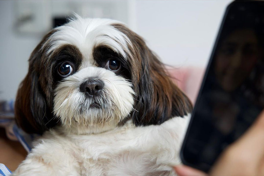 Actor-dancer Sreenanda Shankar posted this photograph on her Instagram handle with the caption: ‘Missing my girl.. Every time I travel I constantly miss them!  #dogmom #shihtzu #hyperdiva’