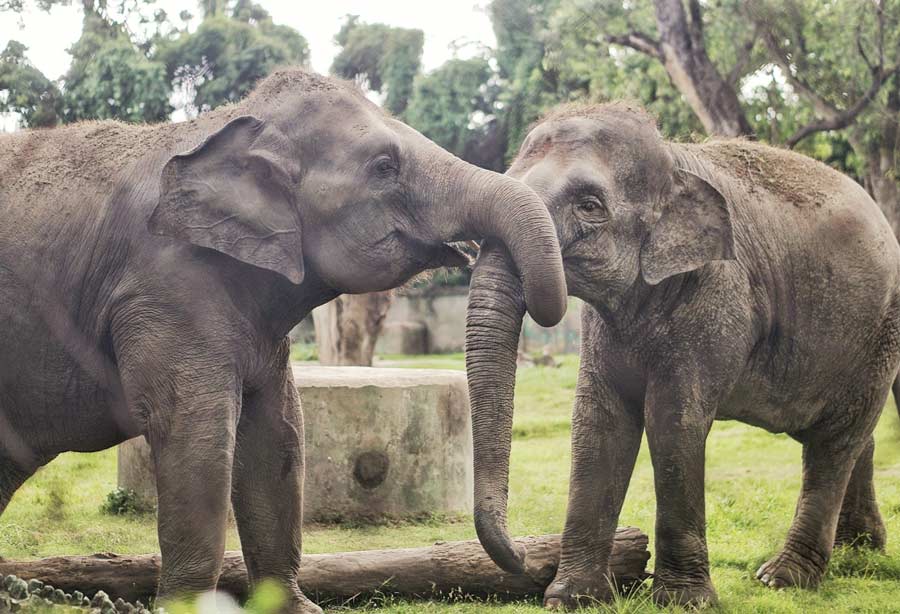 Two elephants frolic at Alipore zoo on Saturday. August 12 is celebrated as the World Elephant Day