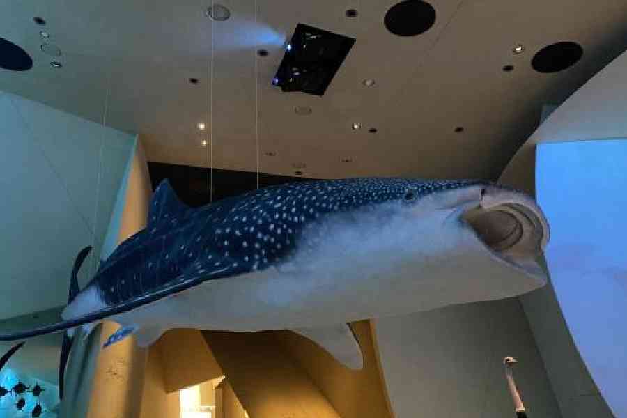13 Qatari seas are well-known for their whale shark diving expeditions and this massive whale shark installation at the museum is a homage to the same.