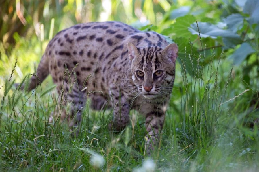 Fishing cat  Hope for fishing cats: West Bengal's new breeding effort aims  to bolster population - Telegraph India