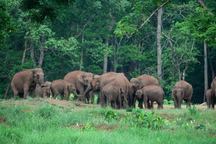 Wildlife Trust of India (WTI) | Odisha government launches Gaj Utsav ...