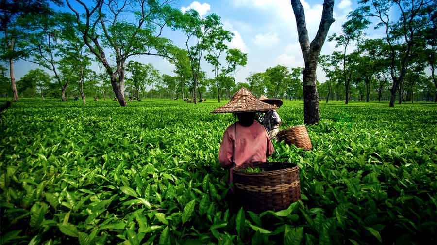 Assam’s tea gardens: With over 2,500 gardens across the state, Assam produces almost half of the tea in India. Some of the most picturesque tea gardens in the country, the sprawling estates are spread across Dibrugarh, Jorhat, Tinksukia, Sibsagar, Golaghat, and Nagaon. The lush greenery stretches across miles and has been the home to the multilingual and multiethnic group of tea garden workers or the tea-tribes. One can be a part of the Assam Tea Festival in November and breathe in the green vibrance of the land