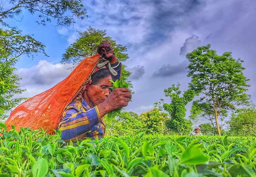 One last look at a tea garden worker and it’s time to leave to look out for an accommodation for the night