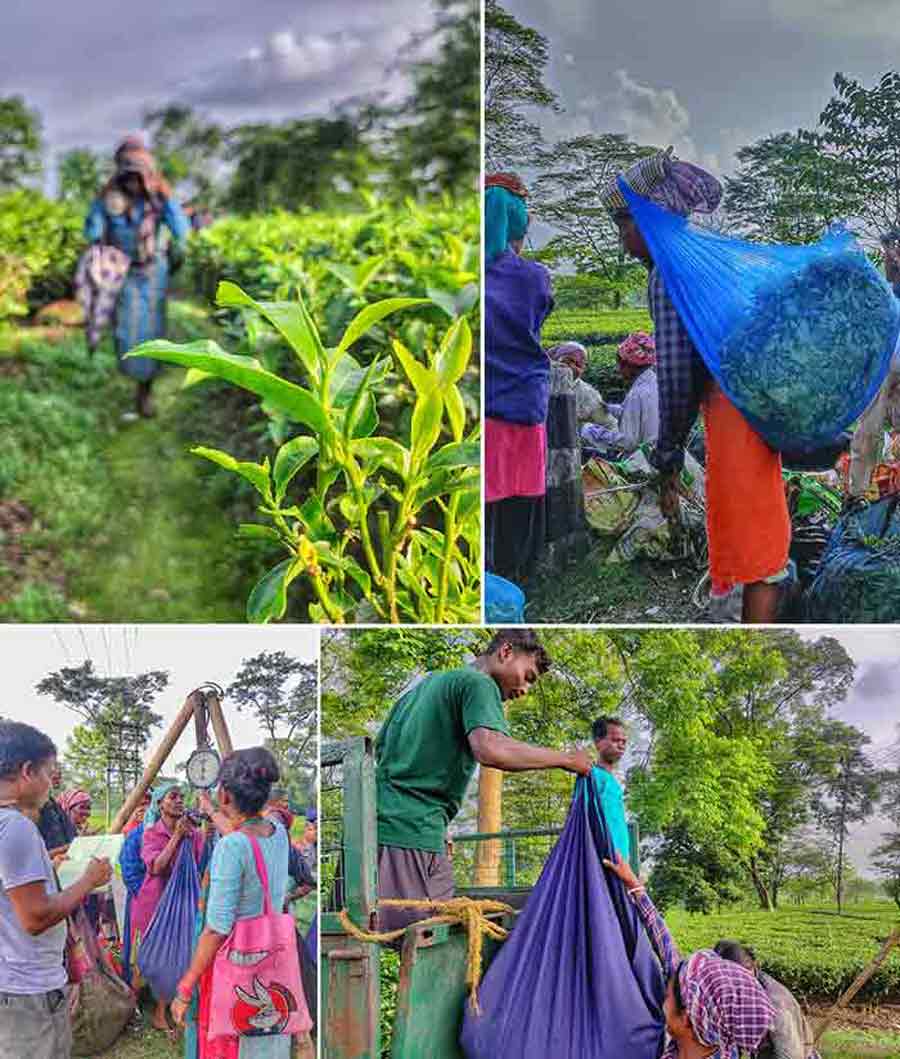 Tea garden workers with their sizeable collection of tea leaves are seen walking up to a man weighing their sacks. A little enquiry revealed that each worker has to compulsorily collect 16kg to 18kg of tea leaves daily. The worker is paid at the rate of Rs 3 for each additional kg