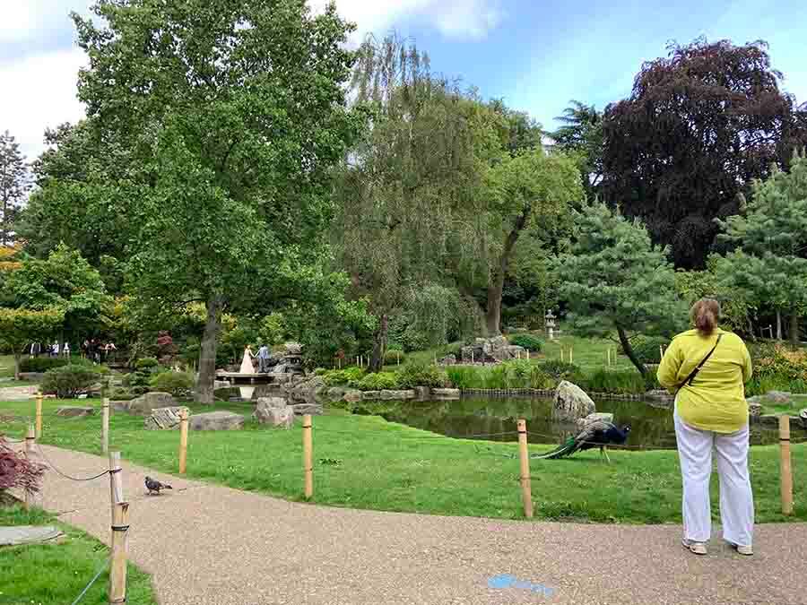 Hard to imagine there are wild peacocks out in the open in London, but this is Kyoto Garden in the very woody Holland Park. It’s my favourite of all the parks I visited in London