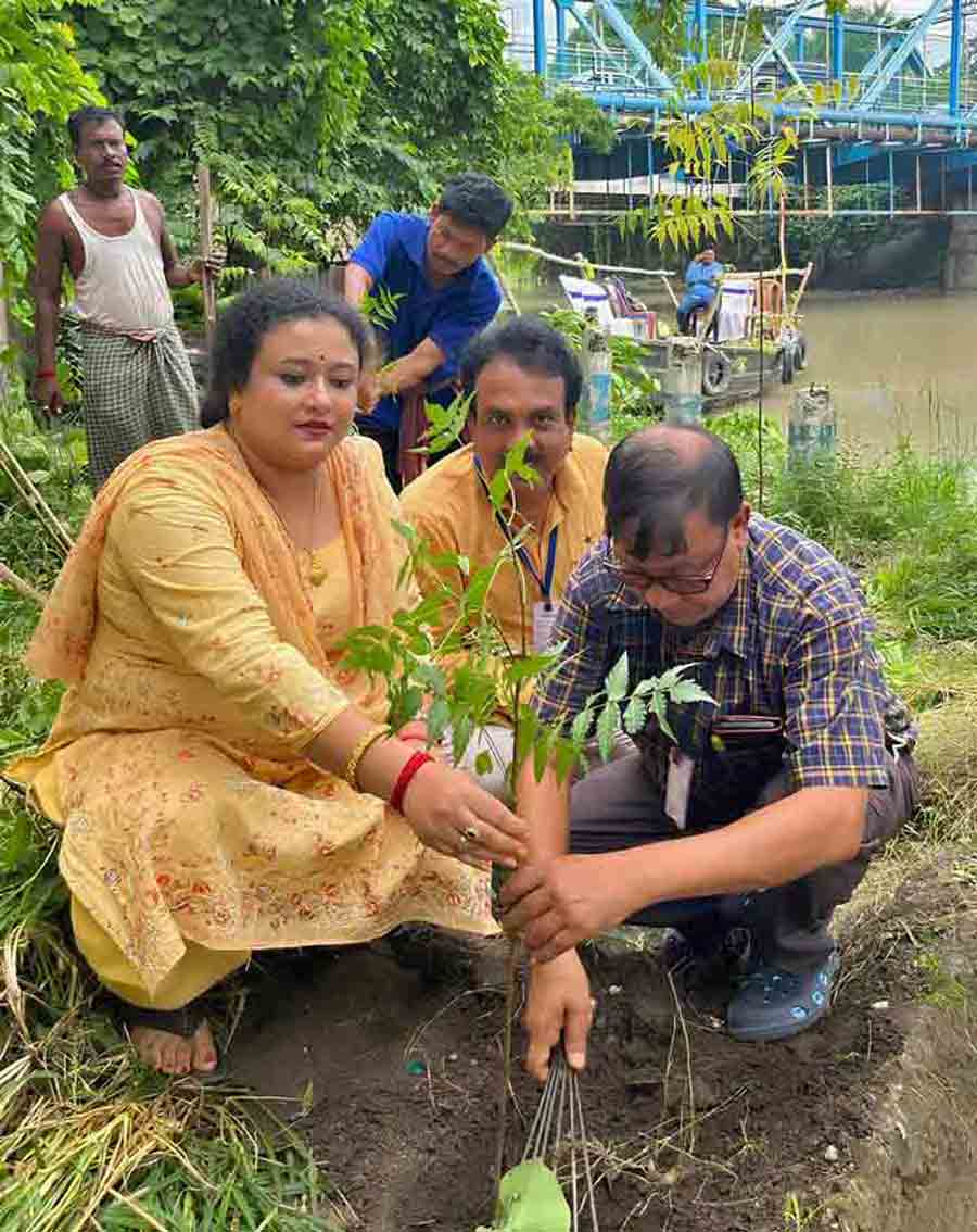 A tree plantation drive was carried out along the canal in Borough IX on Saturday to prevent soil erosion  