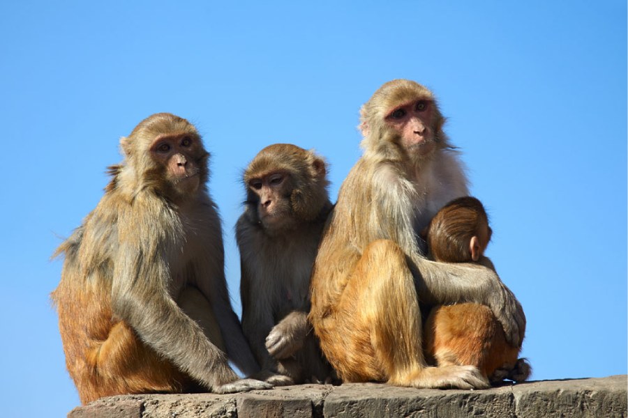 G20 summit's plan to scare off monkeys by mimicking their 'natural