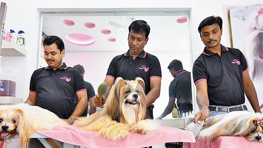 Pet grooming session at Pink Paws