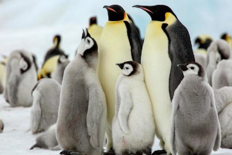 Penguin | Disappearing sea ice robs four out of five emperor penguin ...