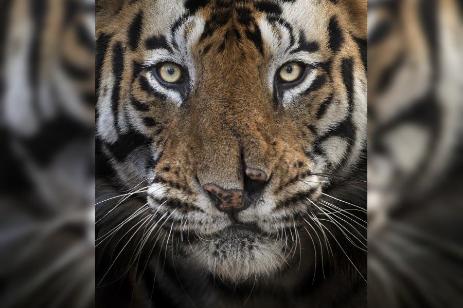 Photograph taken by Sachin Rai