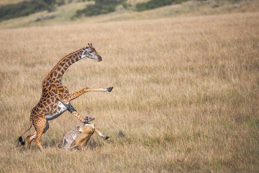 A wild moment captured by Ramachandiran Govindaraj