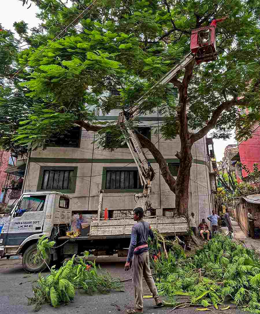 Kolkata Municipal Corporation's Parks and Squares Department carried out pre-puja tree trimming at Hazra Road on Tuesday  