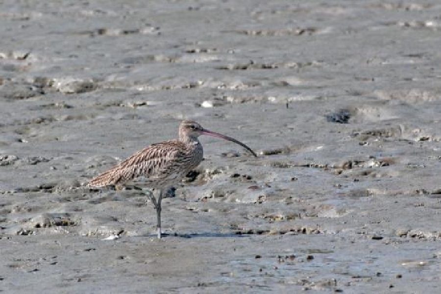 An Eurasian curlew, a migratory bird, in the Sunderbans