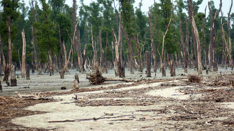 Vulnerable communities of the Sunderbans in India and Bangladesh, one of the hottest spots of climate impact globally, are now claimants to the fund