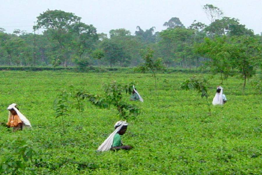 Bengal Land and Land Reforms Department Revises Compensation Rates for Tea Plantations in Land Acquisition