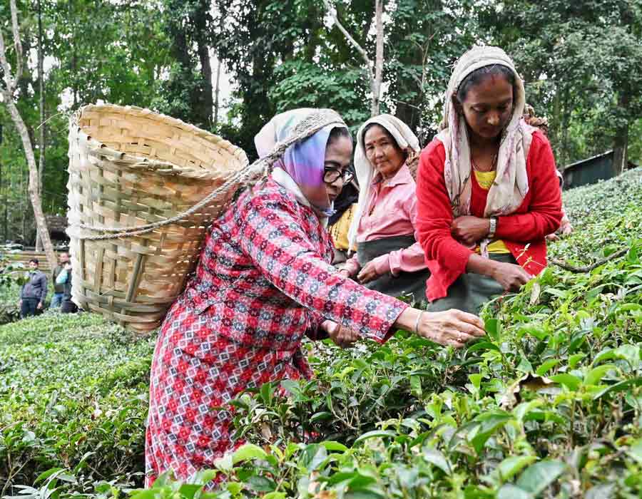 West Bengal chief minister Mamata Banerjee tries her hand at plucking tea leaves at the Makaibari tea estate in Kurseong. Banerjee is on a seven-day trip to north Bengal to attend programmes and review meetings  
