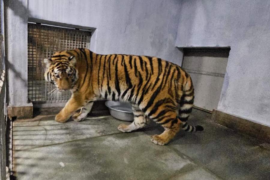One of the Siberian tigers at a quarantine centre outside the Darjeeling zoo on Sunday  