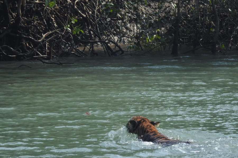 The tiger swims back on Monday to the Ajmamari forest, from where it was suspected to have strayed on Saturday