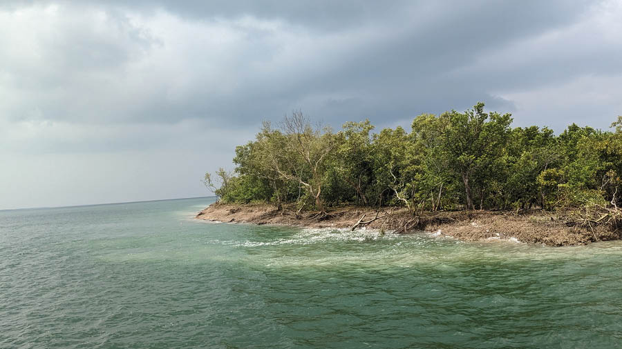 A view of the mangroves from a safari boat ride organised by the resort