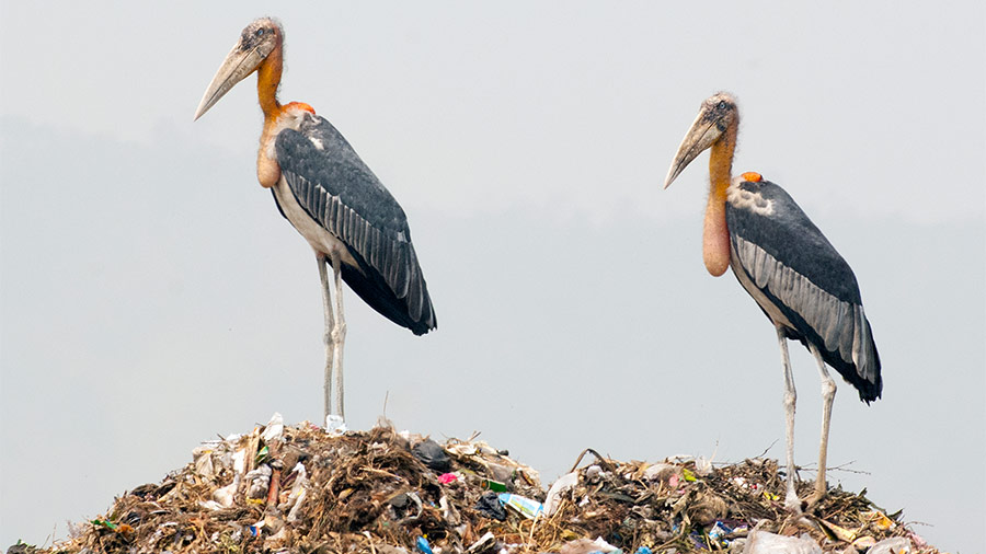 Greater adjutants atop a garbage dump. A natural scavenger, this giant bird used to be as ubiquitous as crows are today in the city