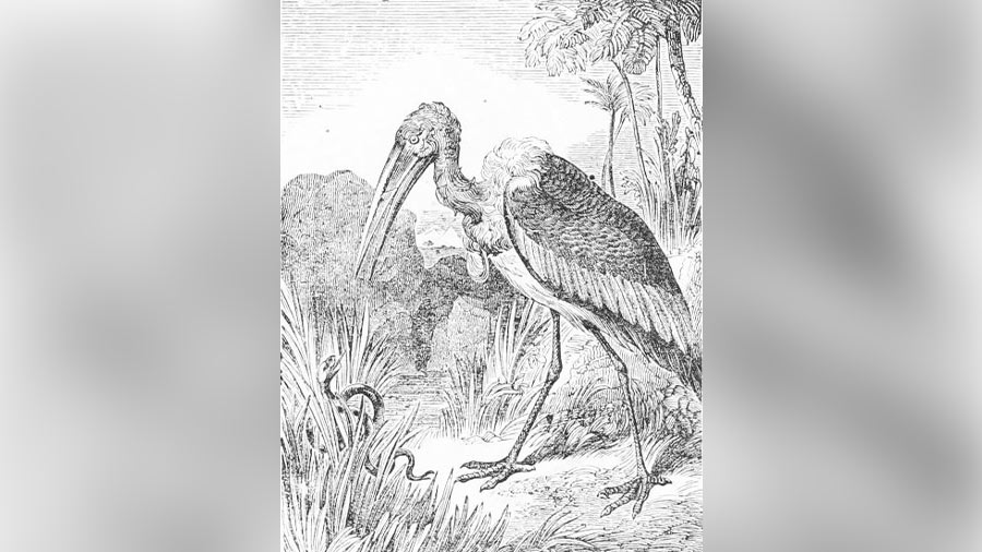 An 1855 illustration depicting the stork hunting a snake 
