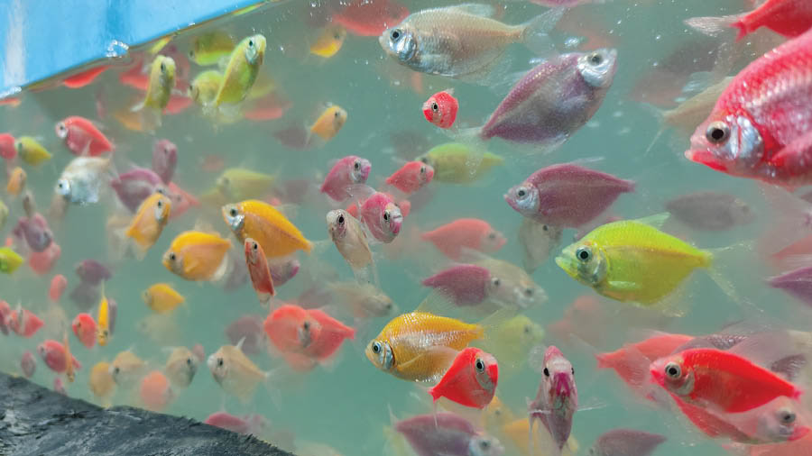 These colourful fish, known as Glo Widow Tetra, were loved by children