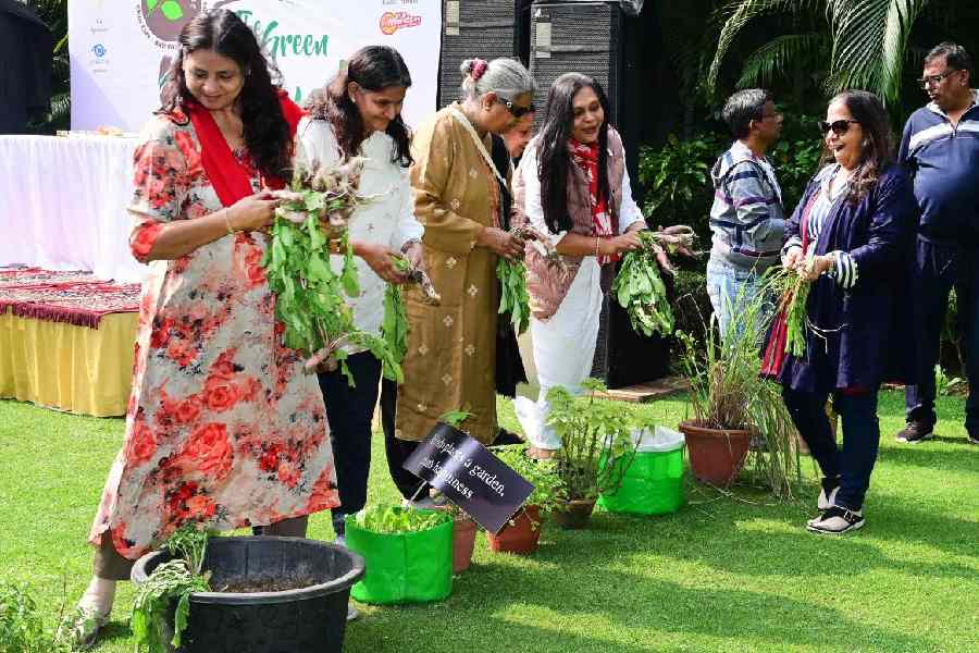 At the heart of the event was the plucking of vegetables. The attendees were led to a special zone where fresh, organic vegetables had been arranged and which they had to pluck. The ones who could pluck the most were also given prizes.