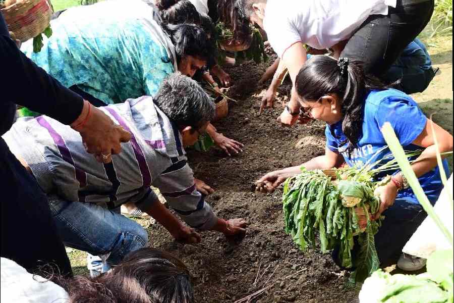 The Potatino Festival involved digging up organic potatoes from the soil. Participants of all ages engaged wholeheartedly.