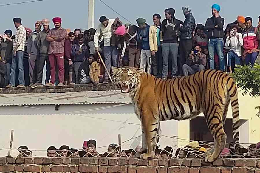 Uttar Pradesh | Tigress strays into Uttar Pradesh village, draws huge ...