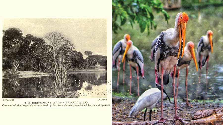(Then and now) Birds at the Alipore zoo