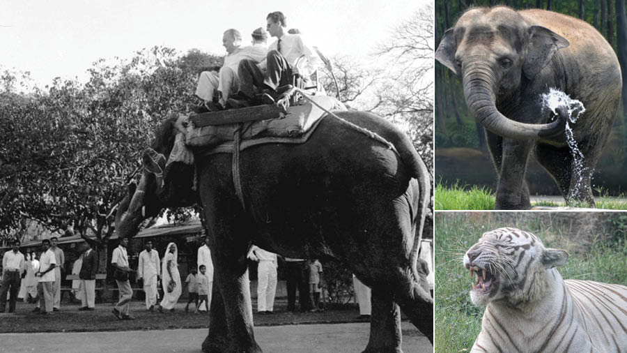 The Alipore Zoo: A surgeon’s vision, an electrician’s initiative and a nawab’s legacy