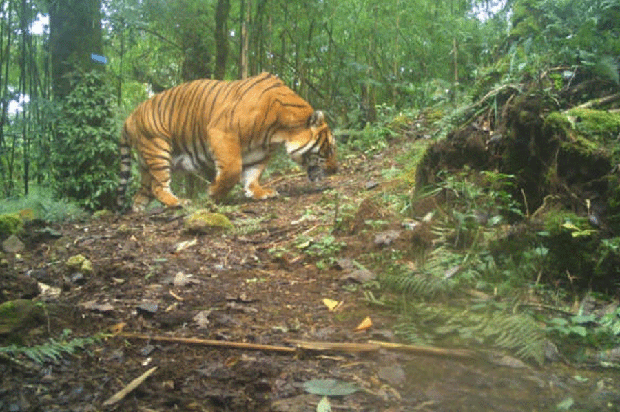 National Tiger Conservation Authority (NTCA) | New Royal Bengal Tiger ...