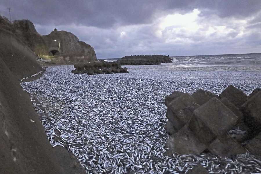 Fish | Thousands of sardine fish surface near Goa beach, experts call ...