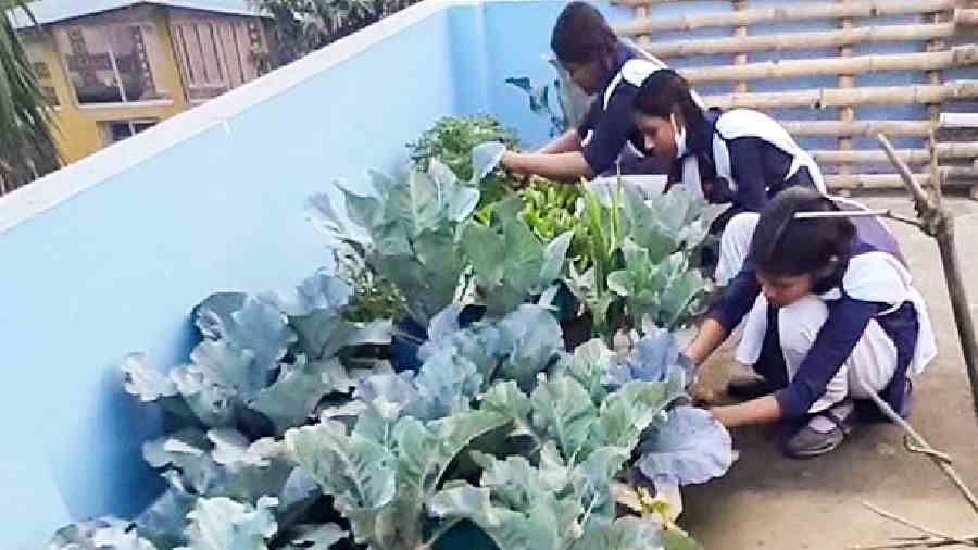 Students of Children’s Welfare Association High School for Girls (HS) work at the terrace garden