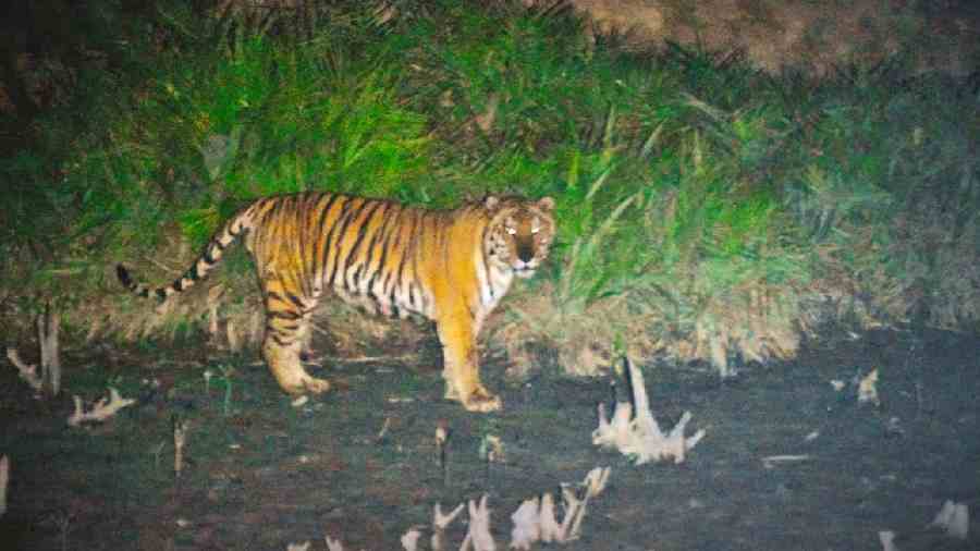 A tiger spotted by a forest official from a watchtower in Bonnie Camp in the Sunderbans on Saturday night