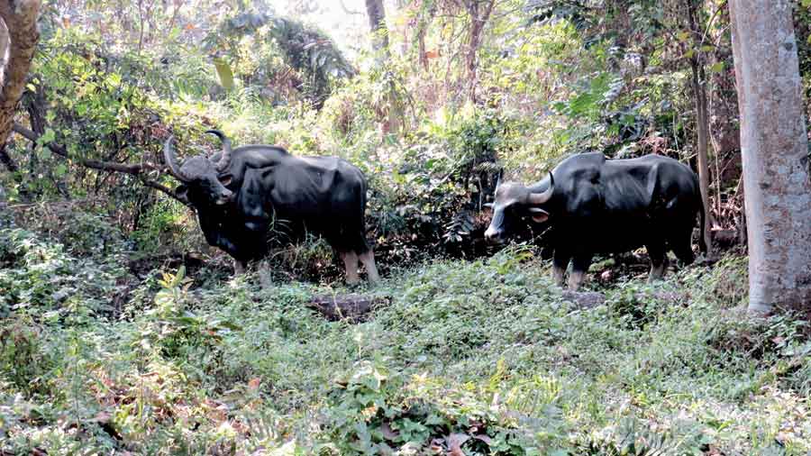 Models of two Gaurs in the mini Jaldapara zone. Pictures by Sudeshna Banerjee