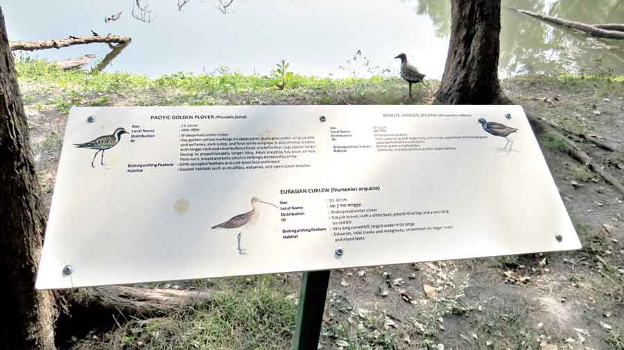 Fake feathers: A model of a bird perched by the waterbody with an information board in the foreground