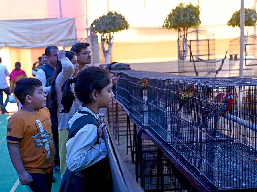 Children take a look at different birds at the Foreign Bird Fair organised by Baguiati Sports Council on February 3 