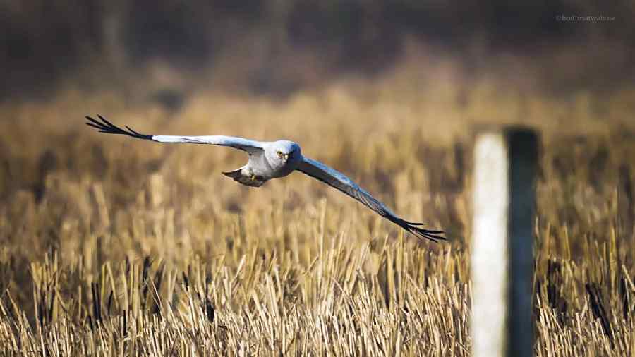 The hen harrier clicked in Hooghly on February 1