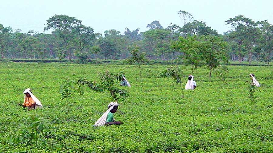 A tea garden in north Bengal