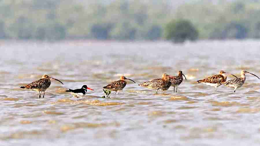 Mystery of long flights of migratory birds to Kolkata and rest of West Bengal