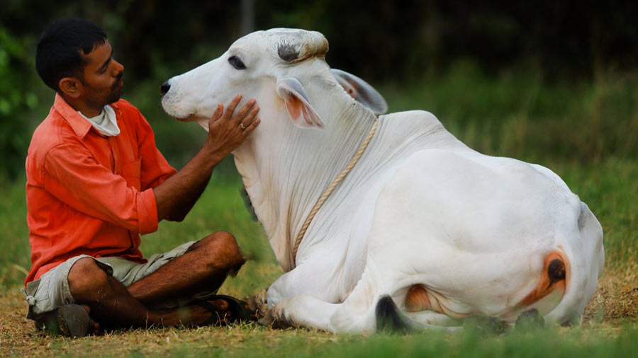 Valentine's Day - Animal Welfare Board of India withdraws appeal to  celebrate February 14 as 'Cow Hug Day' - Telegraph India