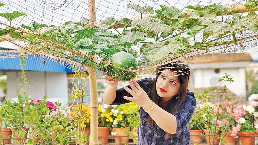 Sampa Das checks on a gourd growing on her terrace. 
