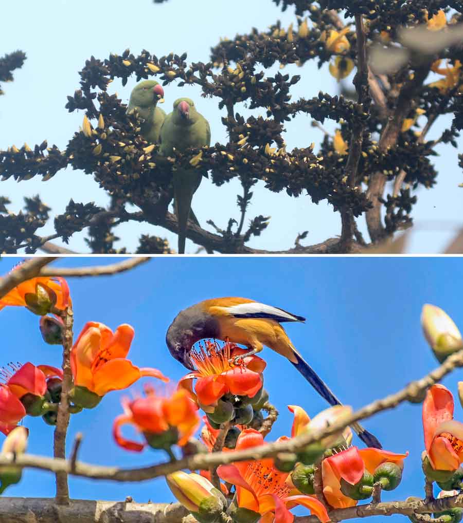 Spring is in the air. Parrots nibble on ‘palash’ buds near Maidan area in Kolkata on Monday. A rufous treepie perches on the branches of a red silk-cotton tree in Nadia district