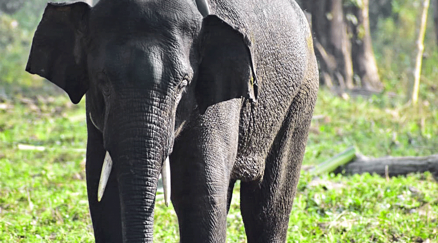The elephant in Buxa Tiger Reserve in Alipurduar on Monday.