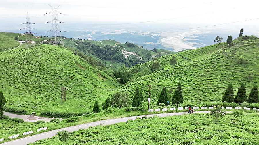 A tea garden in the Darjeeling hills