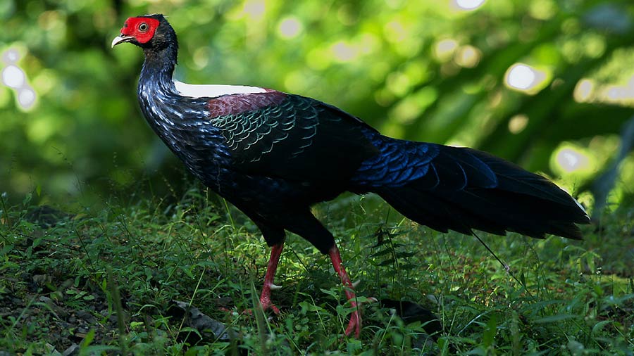 Swinhoe’s pheasant