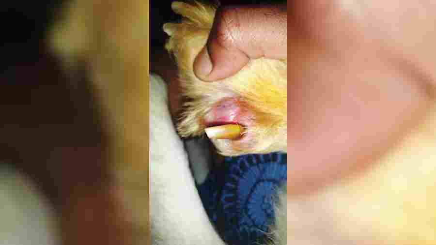 Lucy’s paw blistered from standing in her own excrements for months