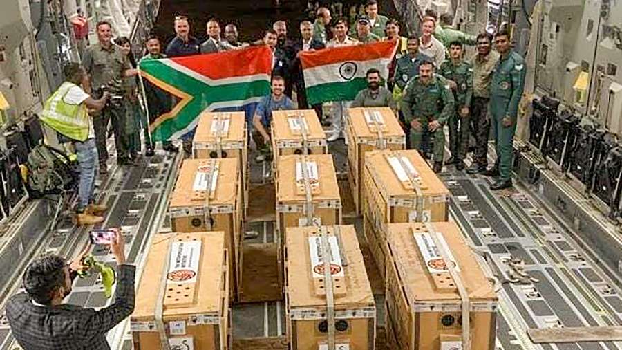 An Indian Air Force (IAF) plane carrying them in wooden boxes from South Africa had arrived at Gwalior airport around 10 am. From there, they were flown to the KNP in IAF helicopters. 