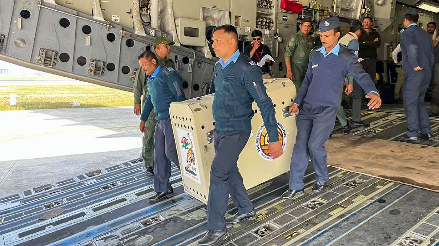 These animals had embarked on a journey to their new home thousands of miles away aboard an IAF transport aircraft from the O R Tambo International Airport, Gauteng in South Africa shortly before midnight, a project participant and expert said earlier.